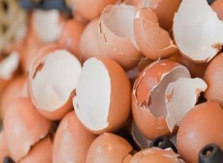 Yumurta kabuğu nerelerde kullanılır?