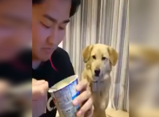 Sahibi yemek yerken gözünü alamayan sevimli köpek
