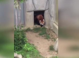 Kayadan ödü kopan kırmızı panda kahkahaya boğdu