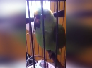 Yetenekli papağanın bebek taklidi güldürdü