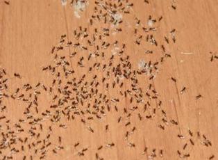 Karıncalardan kurtulmanın doğal yolları