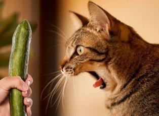 Kedilerin salatalık korkusundan sonra yeni keşif