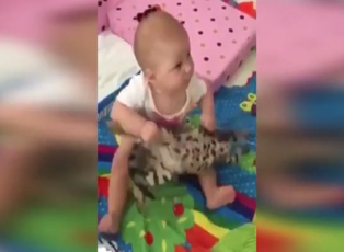 Bebeğin elinde şaşkına dönen kedi