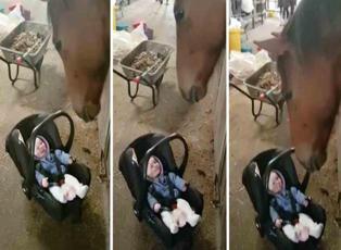Ağlayan bebeği eğlendiren at görenleri şaşırtıyor