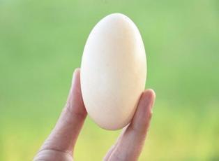 Yumurtanın büyüklüğünden şüphelenince...