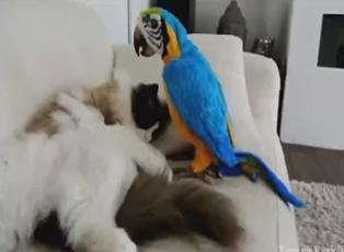 Papağandan kediye korkunç şaka