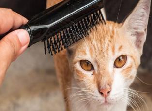 Kedi ve köpek tüyü nasıl temizlenir?
