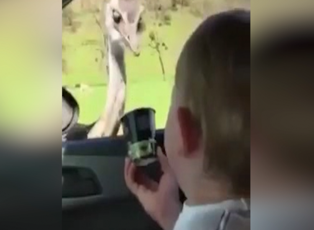 Krakerine ortak olan deve kuşu, kahkahaya boğdu