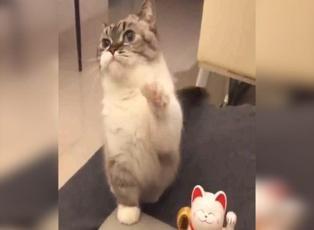 Oyuncak kediyi taklit eden sevimli kedi 