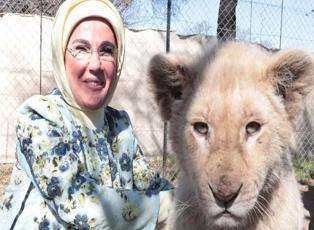 Emine Erdoğan yavru aslanlarla fotoğraf çektirdi