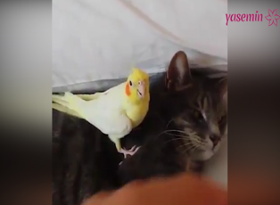 Kedi ve kuşların dostluğu şaşırttı!