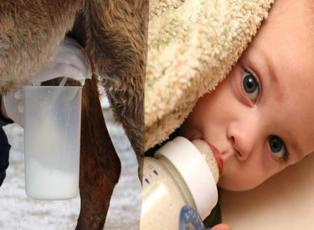 Anne sütüne en yakın süt hangisi? Anne sütü eksikliğinde bebeğe ne verilir?