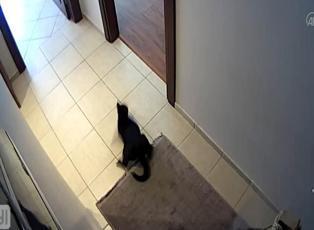 Deprem anında kedinin kaçışması güvenlik kamerasında!