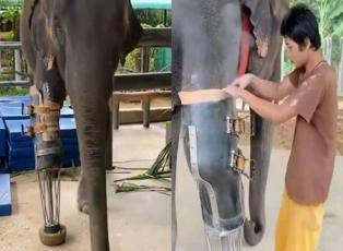 Fillere protez bacak yapman genç sosyal medyayı salladı! 