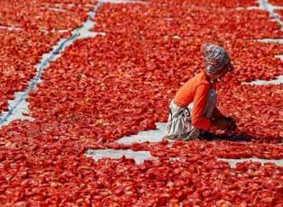 Ege ovalarında domates kurutma mesaisi başladı
