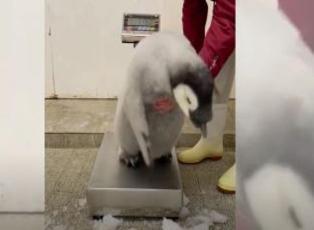 Tartılmak istemeyen penguenin direnişi
