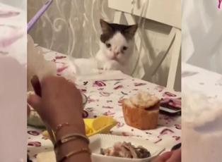 Ailesi ile masada yemek yiyen Down Sendromlu kedi