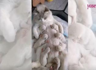 Yedi yavrusunu birden besleyen bir anne kedi