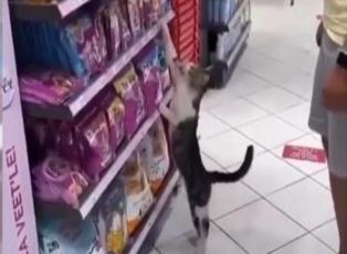 Marketteki müşterilerden mama isteyen kedi güldürdü