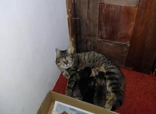 Hacı Bayram Camii, anne kedi ve yavrularının yeni evi oldu