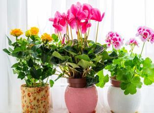 Nisan ayı çiçekleri nelerdir? İlkbahar ev dekorasyonunda çiçek kullanımı