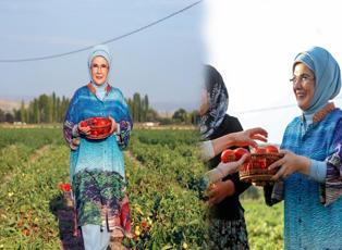 Emine Erdoğan, Ayaş'ta çiftçi kadınlarla tarladan domates topladı!