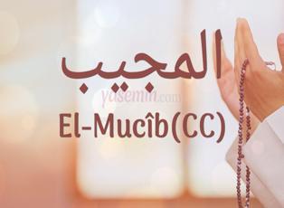 El-Mucib (c.c) ne demektir? El-Mucib isminin faziletleri nelerdir? Esmaül Hüsna El-Mucib...