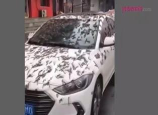Solucan yağmuru aslında ne çıktı? Çin'de görülen bu görüntüler için "kıyamet alameti" denildi