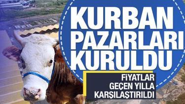 Kurban pazarları kurulmaya başlandı! Fiyatlar geçen yıla göre arttı