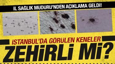 İstanbul'da görülen keneler zararlı mı? İl Sağlık Müdürü'nden açıklama geldi!