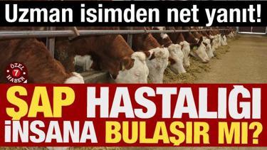 Şap hastalığı insana bulaşır mı? Uzman isim net konuştu