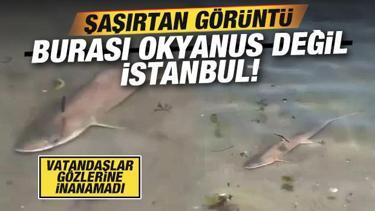 İstanbul'da köpekbalığı şaşkınlığı! Vatandaşlar gözlerine inanamadı