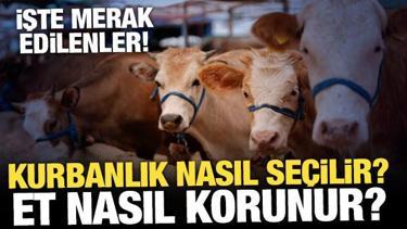Kurbanlık nasıl se&ccedil;ilir? Et nasıl korunur? İşte merak edilenler...