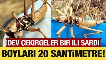 Dev &ccedil;ekirgeler Van&rsquo;ı sardı! Boyları 20 santimetreye yaklaşabiliyor