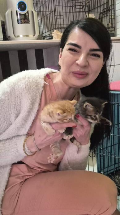 Hamile kedi sığındığı veterinerde doğum yaptı