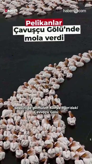 Pelikanlar &Ccedil;avuşlu G&ouml;l&uuml;'nde mola verdi!