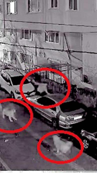 K&ouml;peklerden ara&ccedil;ların &uuml;zerine &ccedil;ıkarak kurtuldu