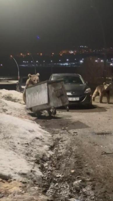Yiyecek arayan ayı konteyneri devirdi