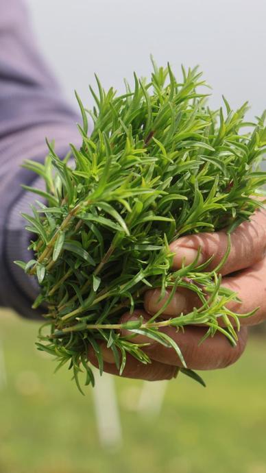 Tarlada kilosu 300 TL