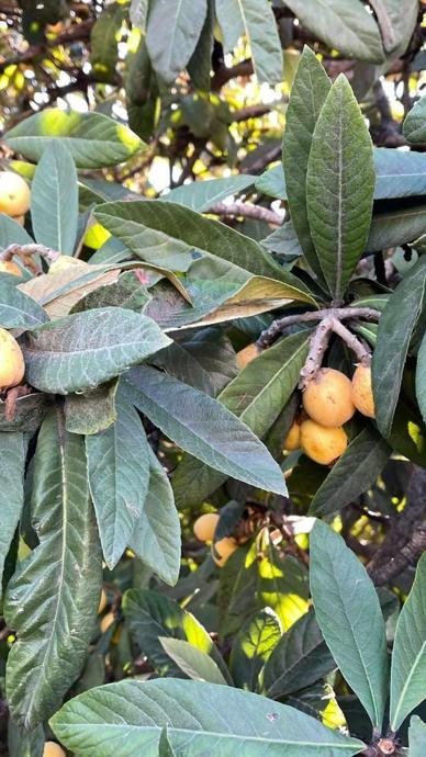 İsraf olmasın dedi bedava dağıttı