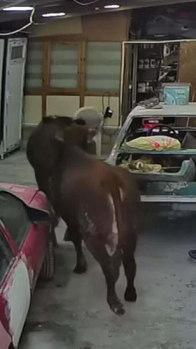 Ka&ccedil;ak danalar oto tamirciyi bastı