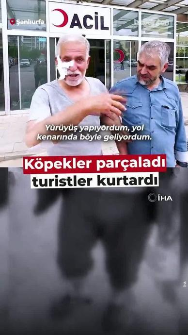 K&ouml;peklerden turistler kurtardı