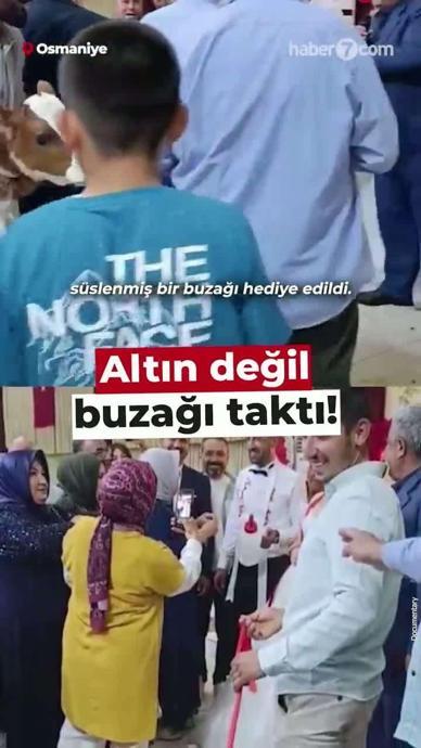 D&uuml;ğ&uuml;nde altın yerine buzağı takıldı.