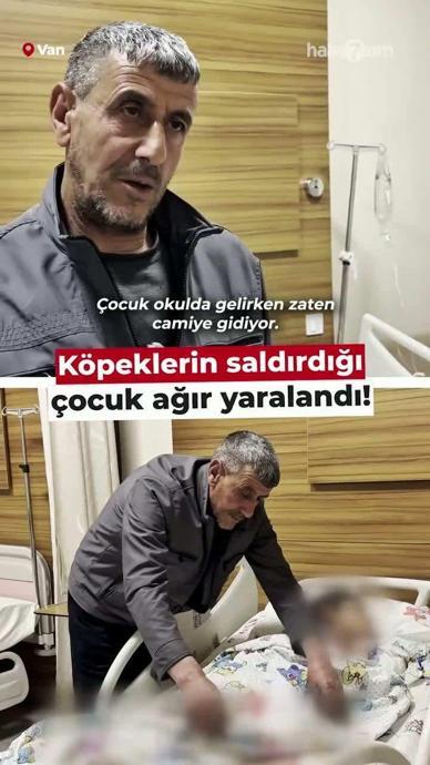 K&ouml;peklerin saldırdığı &ccedil;ocuk ağır yaralandı!
