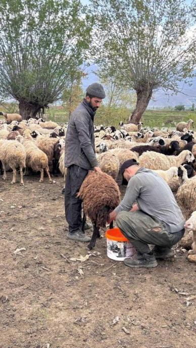 Asgari &uuml;cretli &ccedil;obanlar işbaşı yaptı