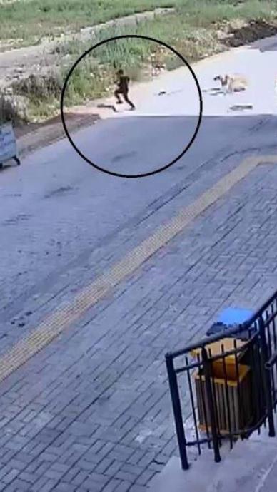 Sokak k&ouml;pekleri 7 yaşındaki &ccedil;ocuğu kovaladı!