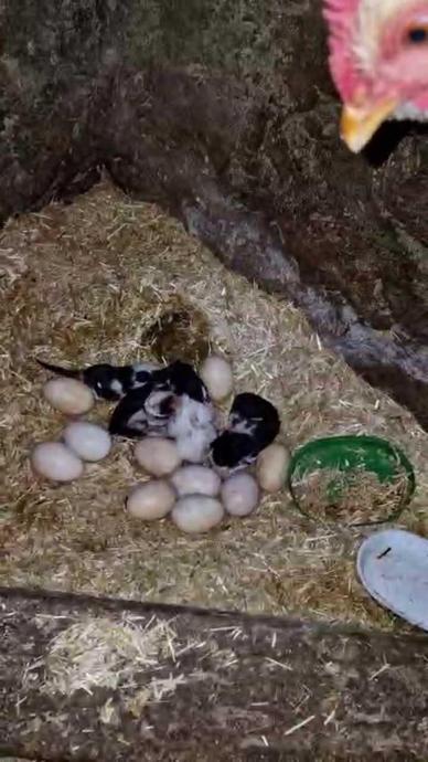 Tavuk ile kedi arasında "Annelik krizi"