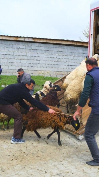 Hayvan y&uuml;kleme imtihanı!
