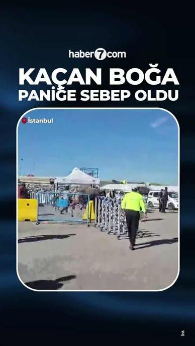 Ka&ccedil;an boğa ortalığı birbirine kattı!
