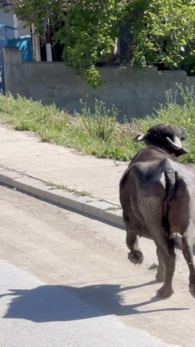 Kızgın danadan canını zor kurtardı!